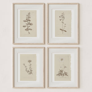 Wall Art Botanical Plant Prints | Vintage Flower Boho Minimalist Floral Artwork Neutral Decor for Bedroom, Living Room, Bathroom, Home or Office
